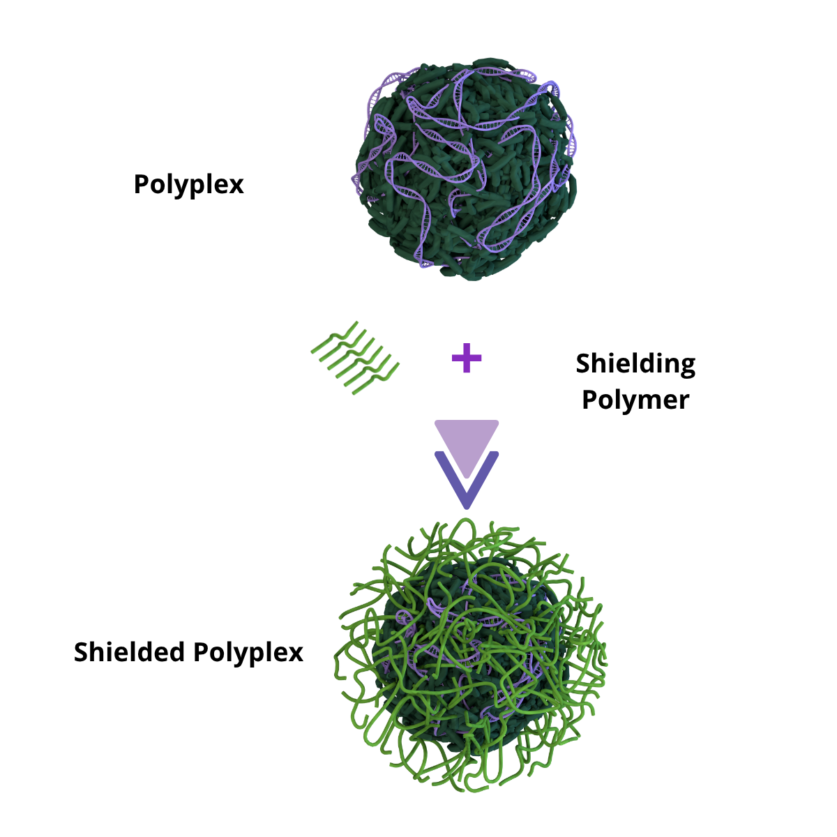 How Curapath PEI and VLC3 form a shielded polyplex